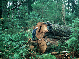 Two men in hard hats climb on two enormous logs laying stacked one on top of the other in the middle of a forest. 